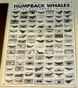 humpback whales