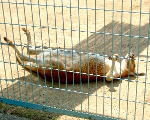 カンガルー