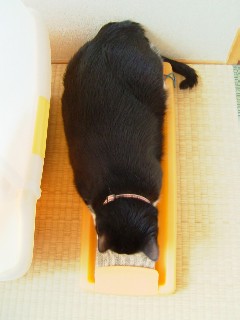 またたびだいすき