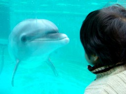 sumasui　dolphin　&　hal
