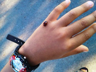 本物ladybug.jpg