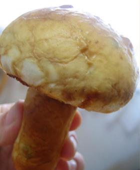 きのこパン