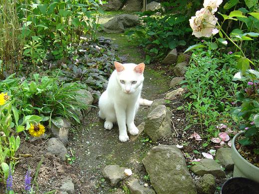 看板ねこ