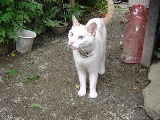 看板ねこ３