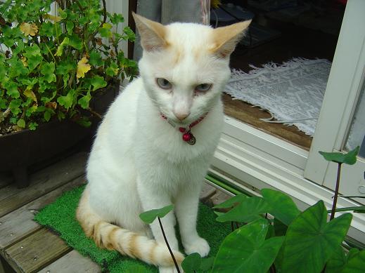 夏のねこ１