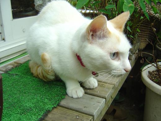 夏のねこ２