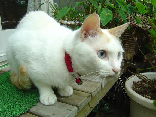 夏のねこ３