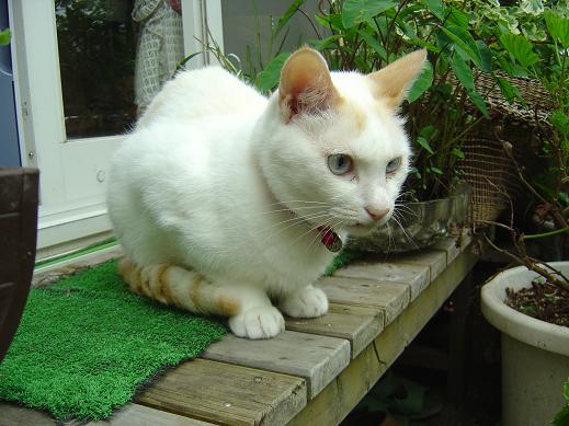 夏のねこ５