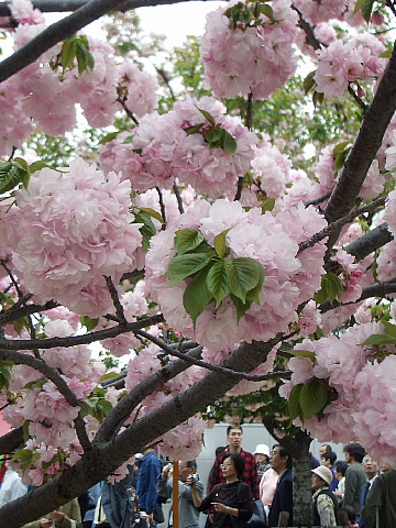 sakura