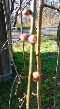 20110114093536.jpg