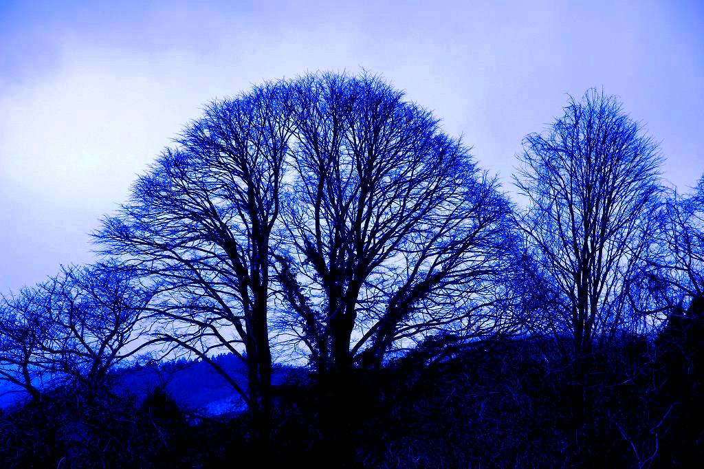 蒼い樹