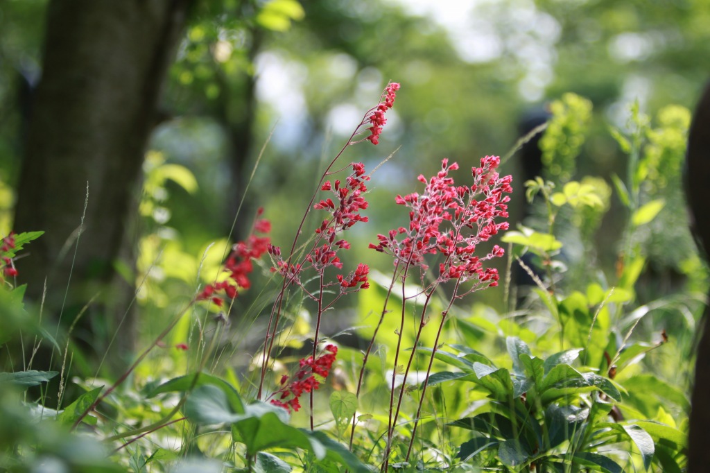 石神さんチの赤い花