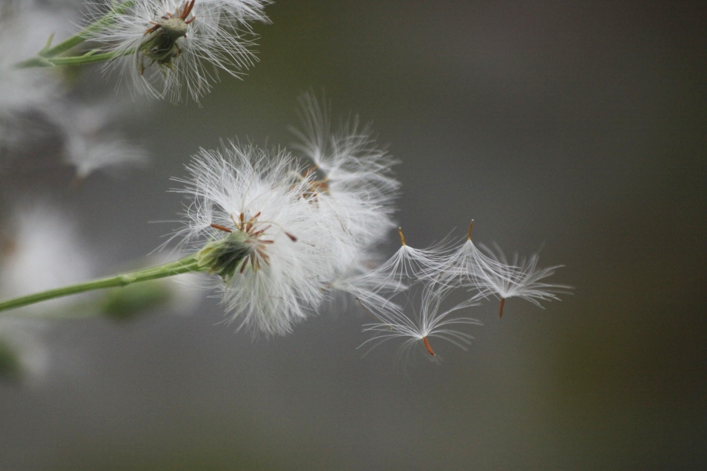 旅立ちの風に載せて