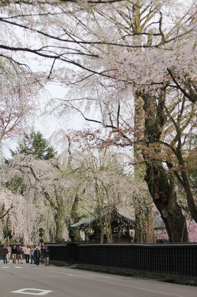 枝垂桜も寂しそう