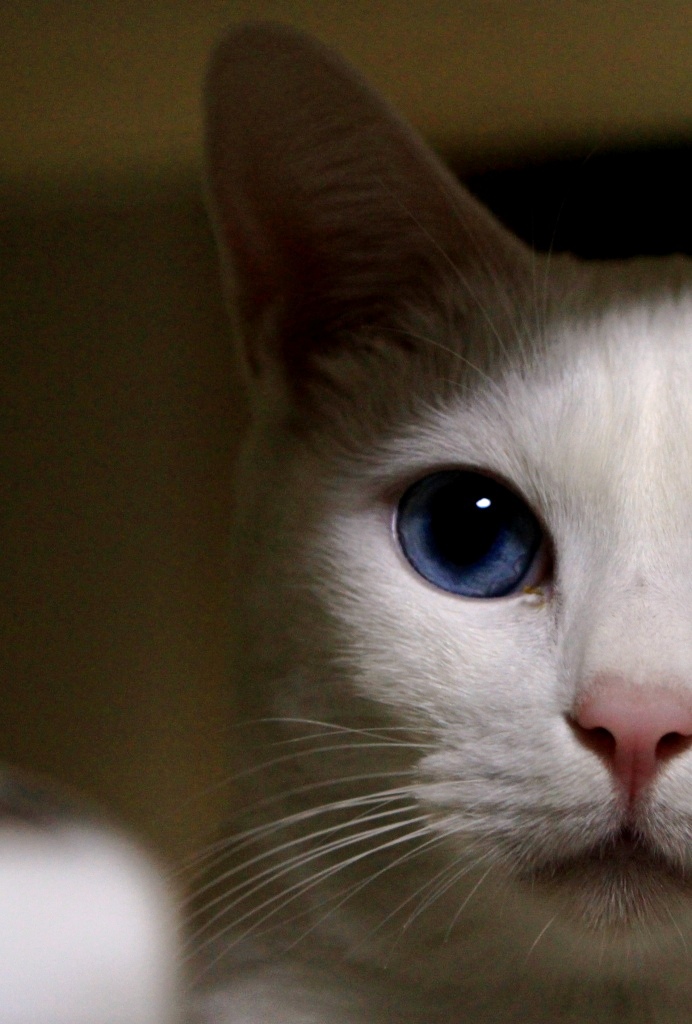 東京にゃん２号