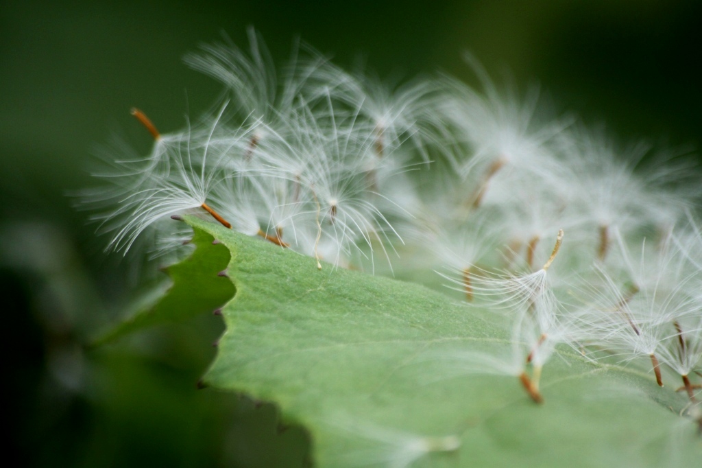 蕗の葉っぱで一休み