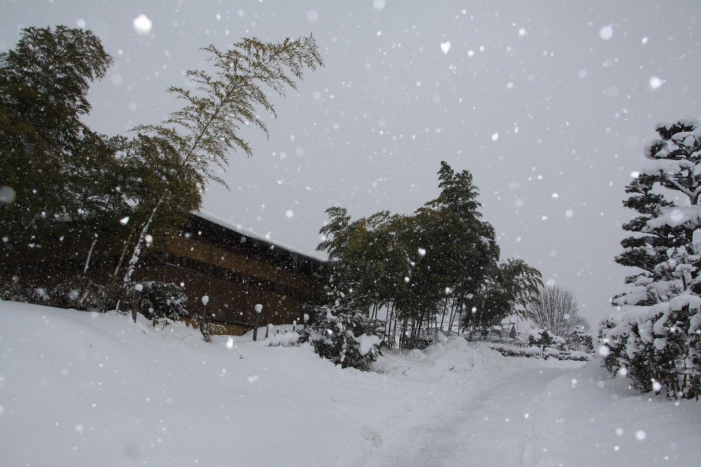 笹竹の有る雪道