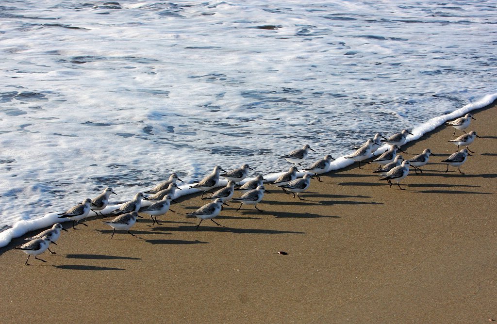 海鳥たちのモーニングメニュー