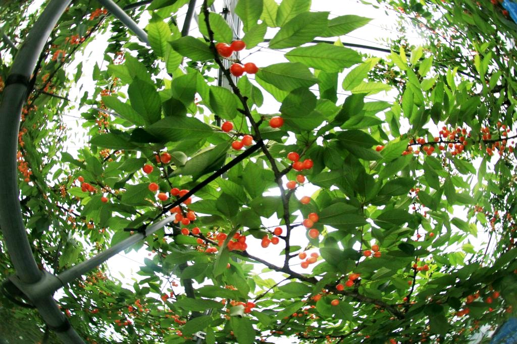 食べ頃に熟れてくれない佐藤錦ちゃん