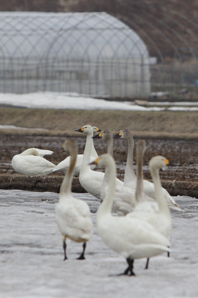 群れを引き連れる白鳥の隊長