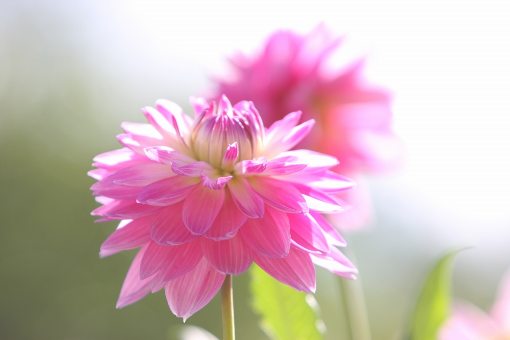 蓮の花びらのようなダリア