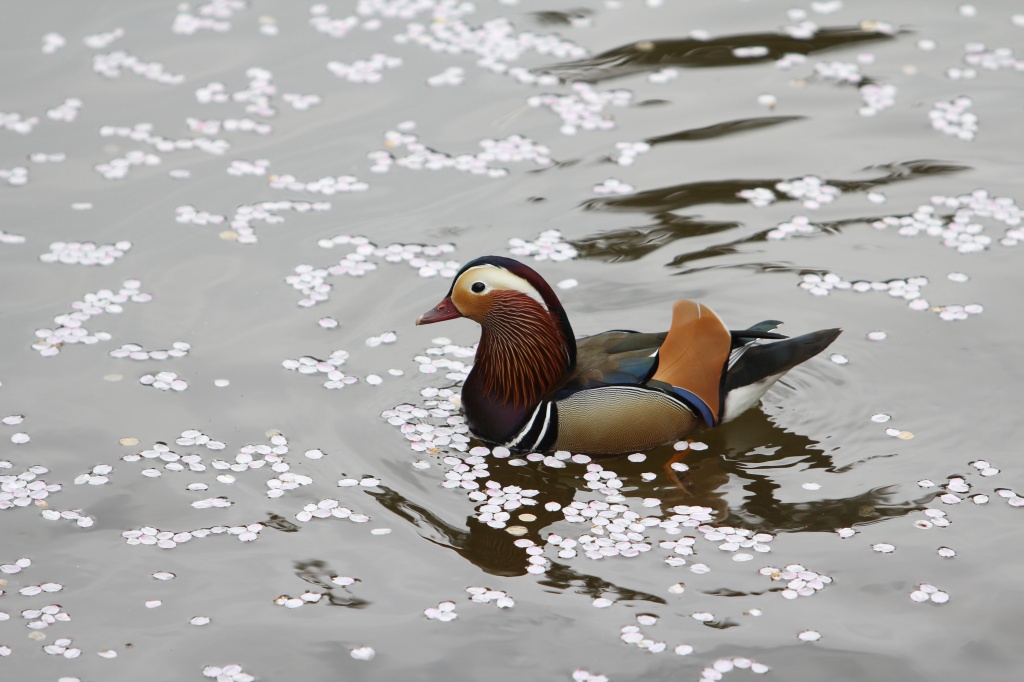 花びらの浮かぶお掘りのオシドリ