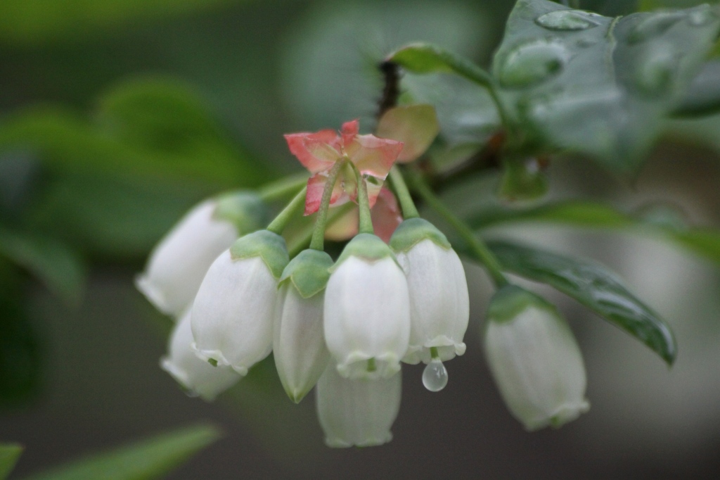 これは絶対ハナチョウチンでしょう