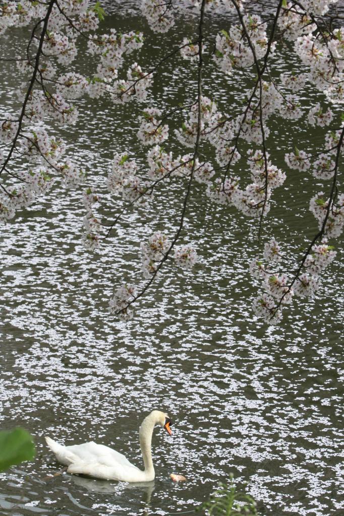 桜吹雪の白鳥