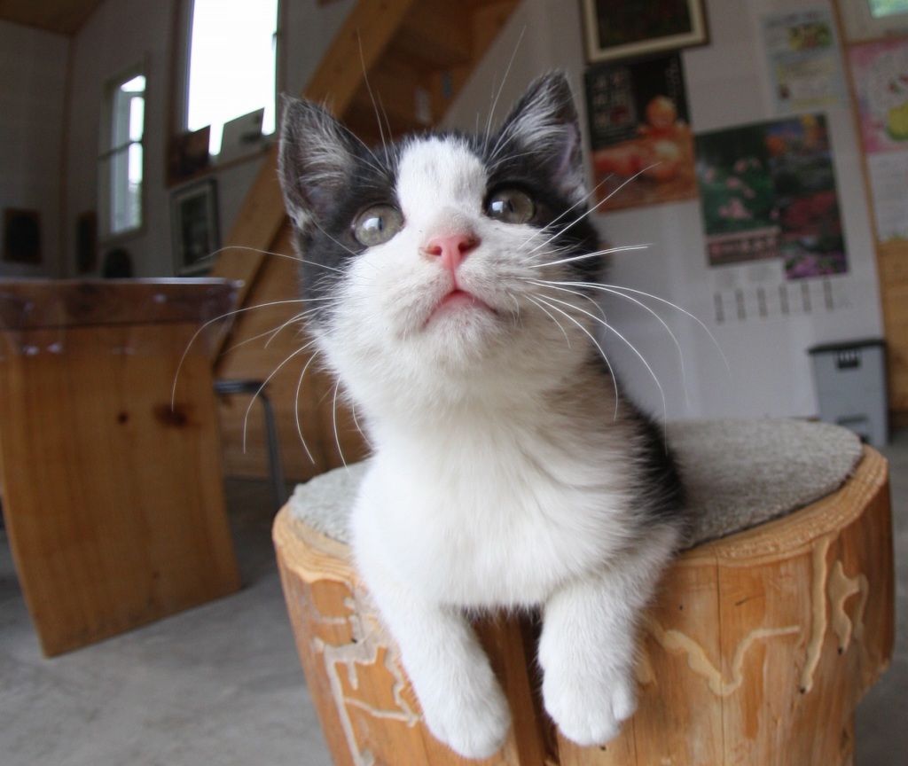 ねぇ、何すんの