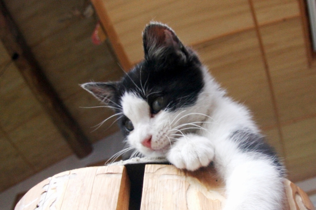 知らんぷりしといて