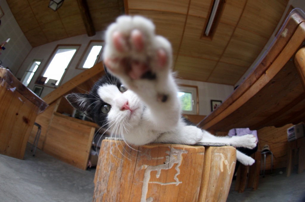 モモコ、パンチ～～