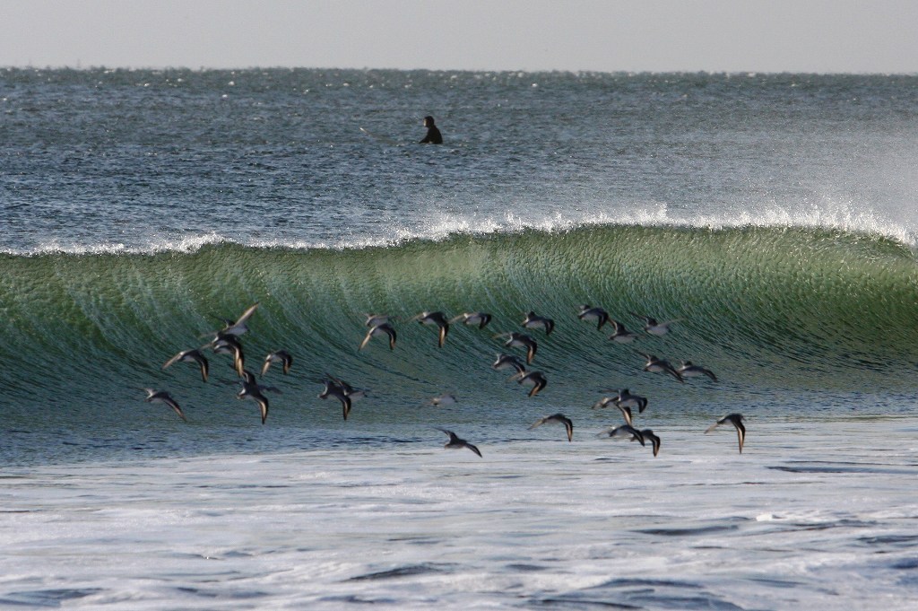 波間を飛ぶ浜千鳥