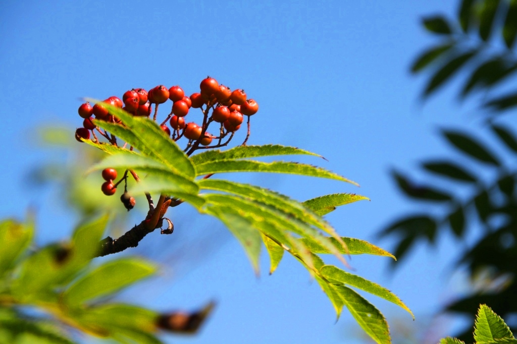 紅葉はまだだな