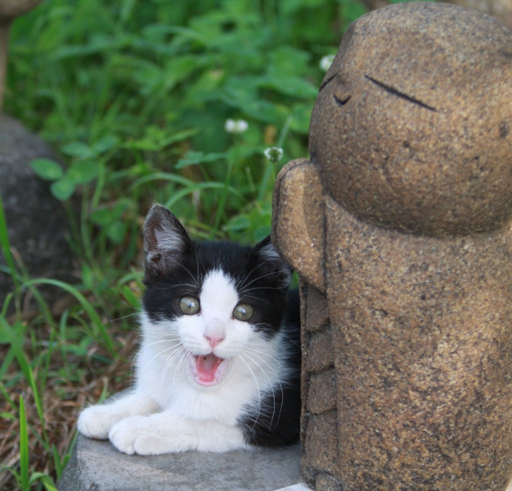 きれいに撮ってにゃん