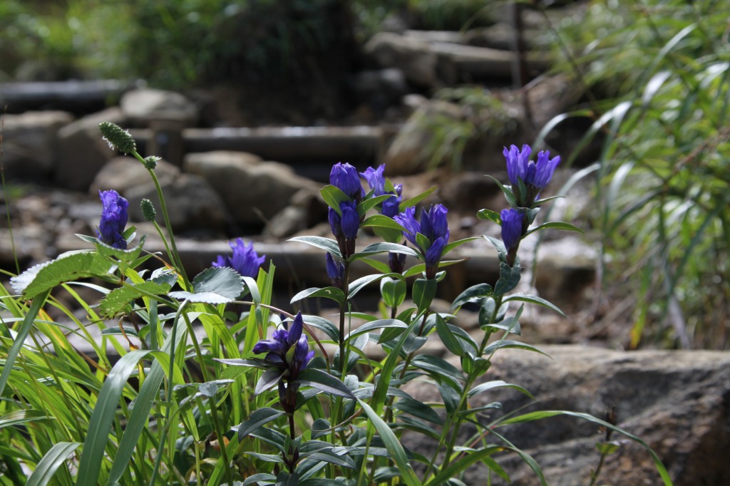 深山リンドウは元気