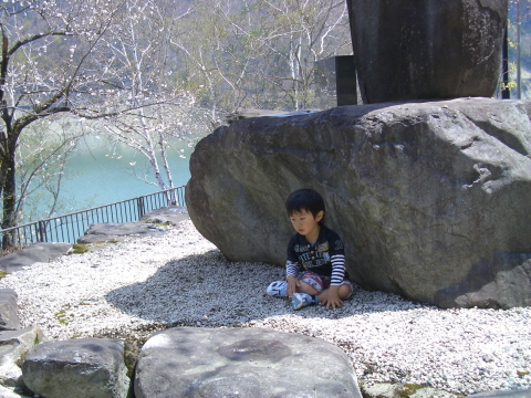 荘川桜