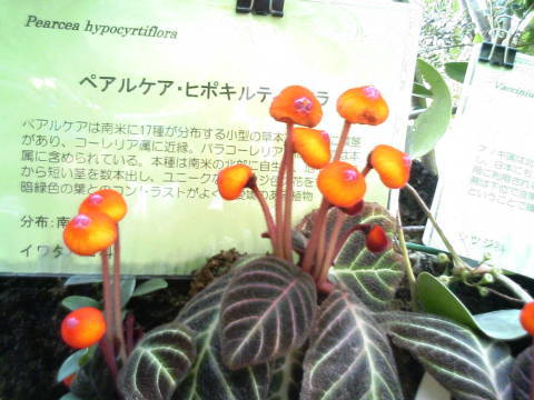 20070321-植物園02