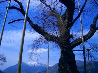 20060429-荘川桜･･･咲いてない･･･