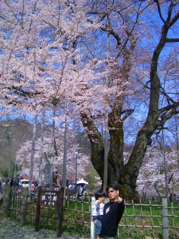 2010/5/4　荘川桜