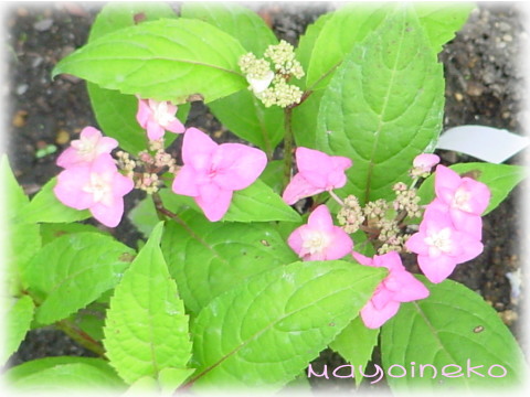 20070616-2.jpg