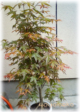 20070424-2.jpg