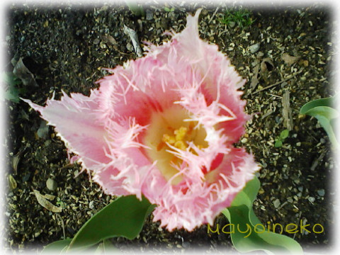 20070413-1.jpg