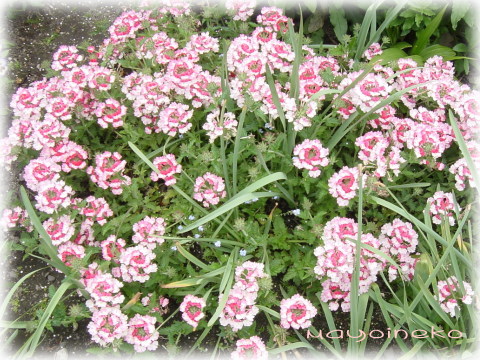20070502-1.jpg