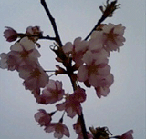 桜4