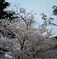 さくら４