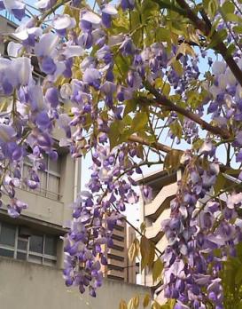 藤の花