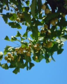 色付き始めた銀杏