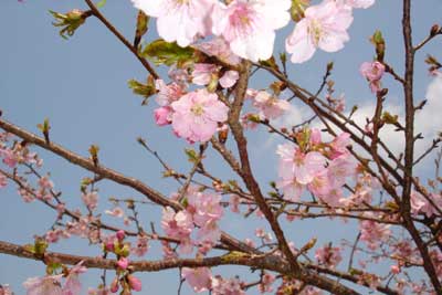 sakura3