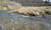 kawa
