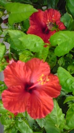 ハイビスカス